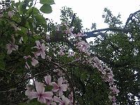 05-06-05canon_071