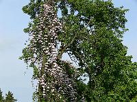 07-06-2006_17-59-56_21