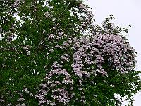 11-05-2007_09-39-40_159