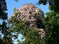 2009-05-24_18-34-15_0025