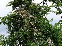 30-05-2006_20-03-16_53