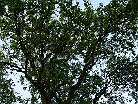 2008-05-29_11-05-15_0110