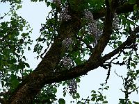 2008-05-29_11-05-15_0120