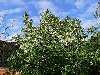 26-05-2006_09-03-29_244
