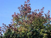26-10-05canon_019