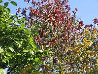 26-10-05canon_037