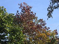 29-10-05canon_032
