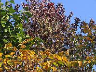 30-10-05canon_047