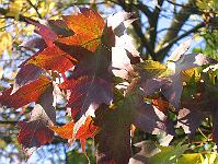 30-10-05canon_057