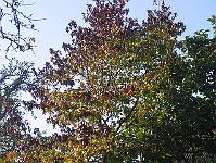 30-10-05canon_068